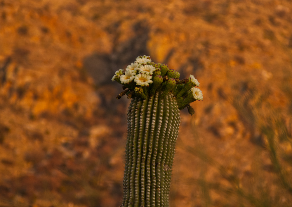 Saguaro blossoms, May 2025